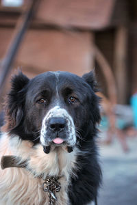 Close-up portrait of dog