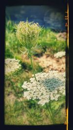 Close-up of white flowers