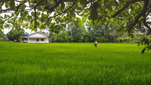 Trees and plants on field