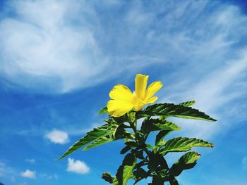 Low angle view of yellow flowering plant against blue sky