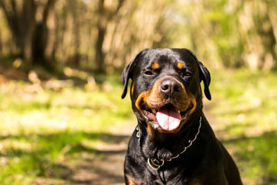 Close-up portrait of black dog