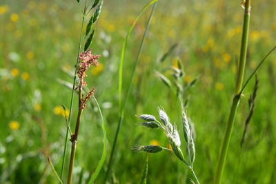 Close-up of plant growing in field