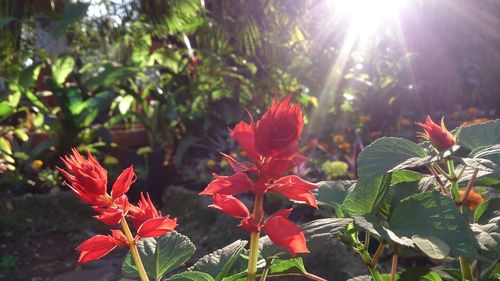 Close-up of red flowers