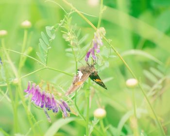 Close-up of insect on purple flower