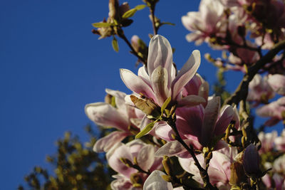 Low angle view of magnolia blossoms against sky