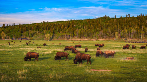 Horse grazing on field against sky