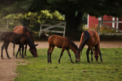 Horses grazing in field