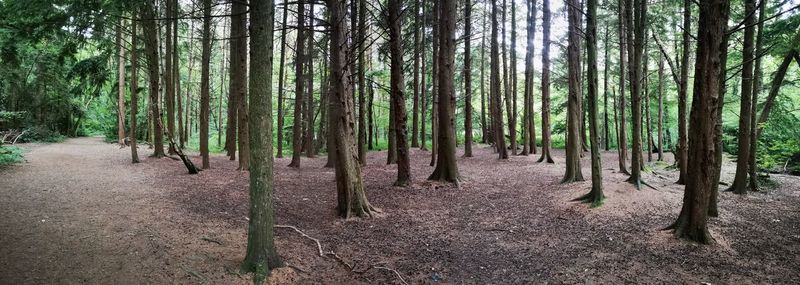 Panoramic shot of trees growing in forest