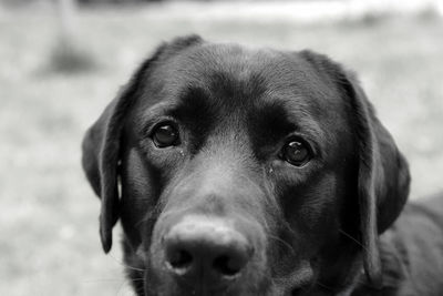 Close-up portrait of dog