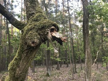 View of tree trunk in forest