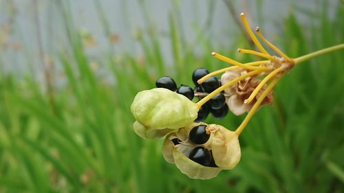 Close-up of fruit growing on plant