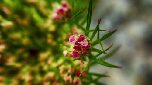 Close-up of red flower