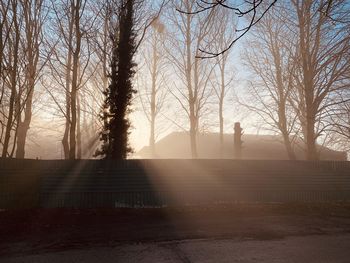 Sunlight streaming through bare trees against sky