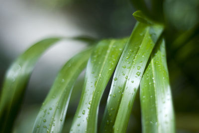 Close-up of raindrops on plant