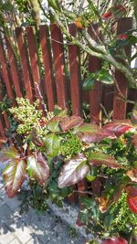 Close-up of flowering plants in yard