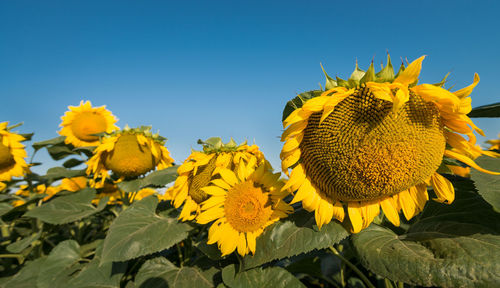 Close-up of sunflower against clear sky