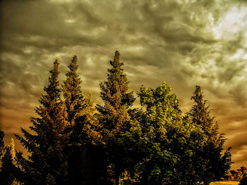 Low angle view of tree against sky during sunset