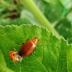 Close-up of insect on leaf