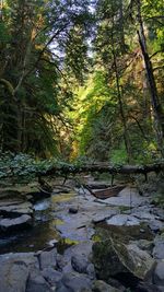 Reflection of trees in water