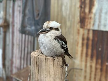 Close-up of bird perching on wooden post