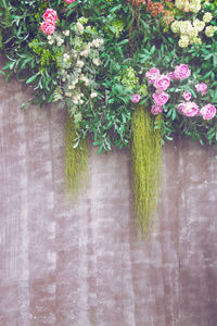 Close-up of pink flowering plant against wall