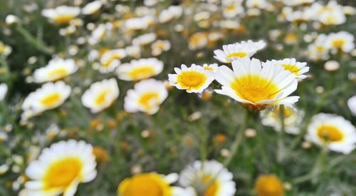 Close-up of white daisy flowers