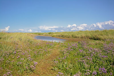 Scenic view of field against sky