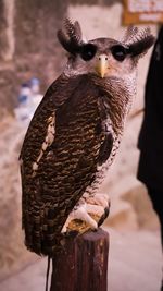 Close-up of owl perching on wooden post