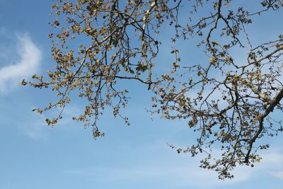 Low angle view of cherry blossoms against sky