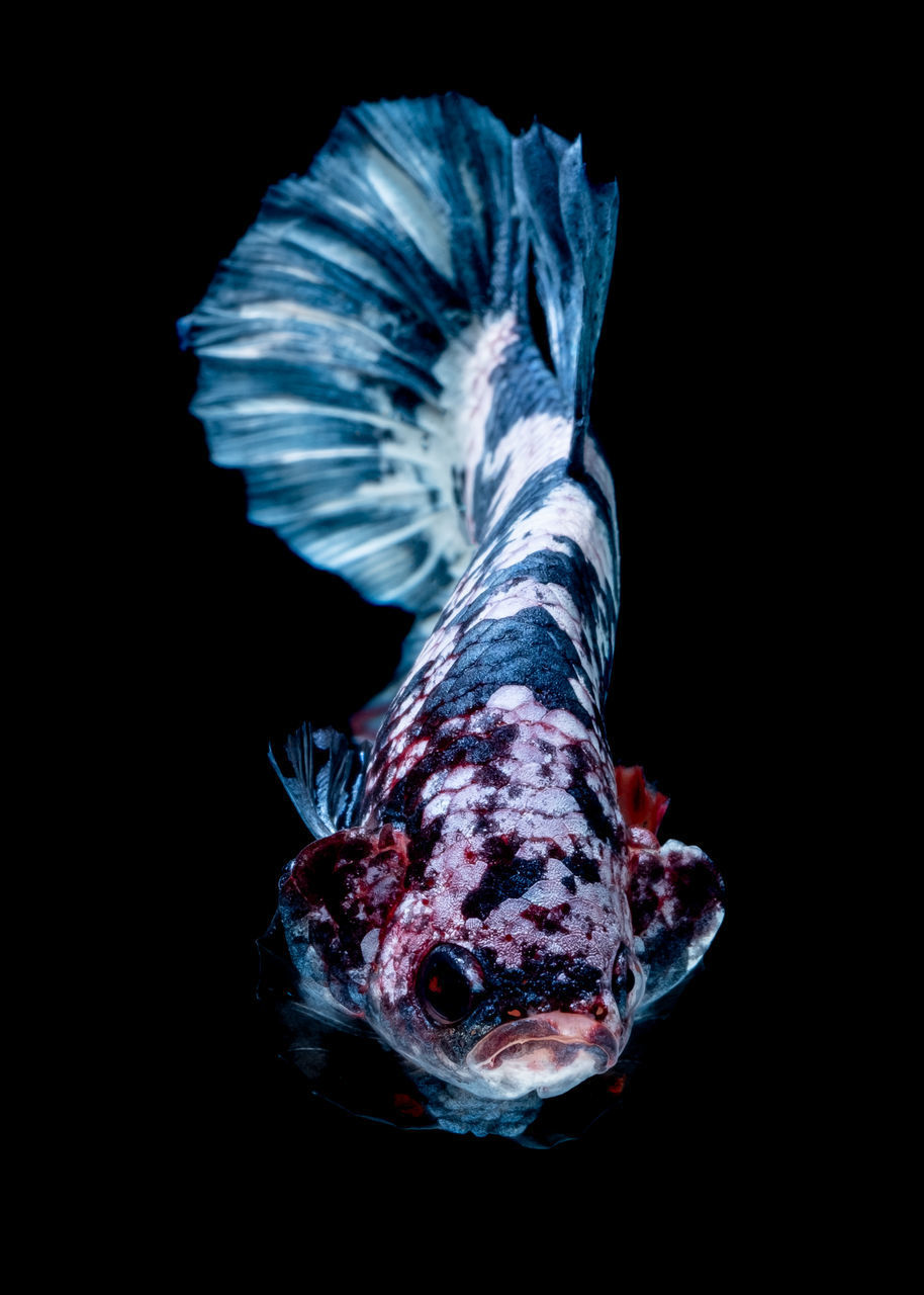 CLOSE-UP OF FISH SWIMMING IN SEA