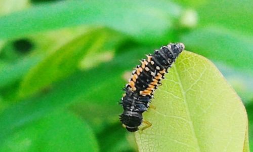 Close-up of insect on leaf