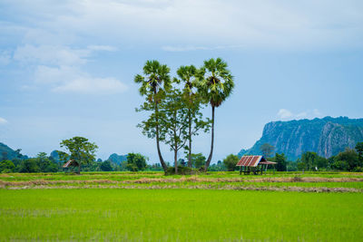 Scenic view of agricultural field against sky