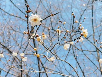 Low angle view of cherry blossoms in spring
