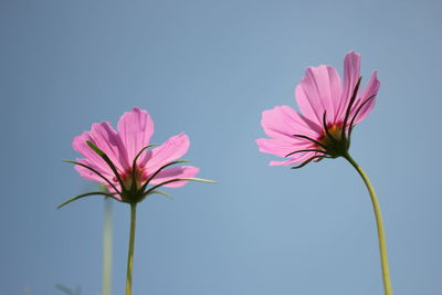 Low angle view of pink cosmos flower against clear sky