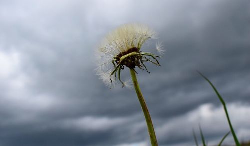 Close-up of flower against sky