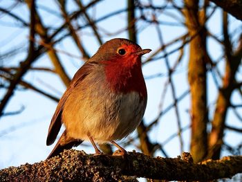 Close-up of bird perching on branch