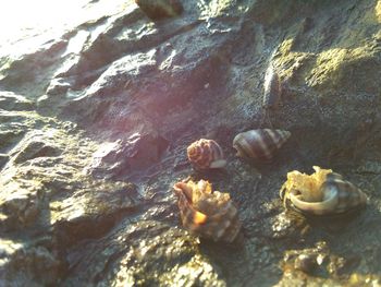 Close-up of crab on beach