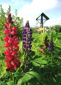 Close-up of purple flowering plants on field against sky