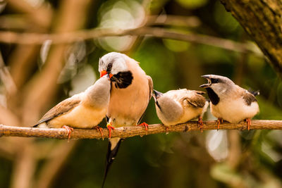 Close-up of birds perching on branch