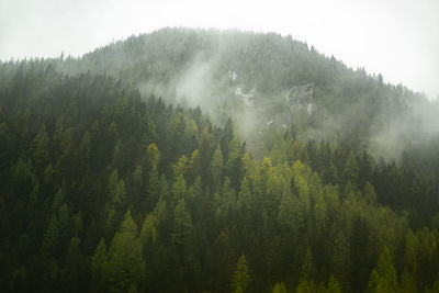 Panoramic view of pine trees in forest against sky