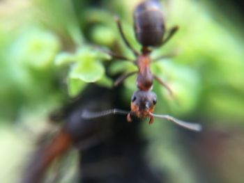 Close-up of insect on leaf