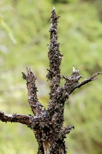 Close-up of dead tree on branch
