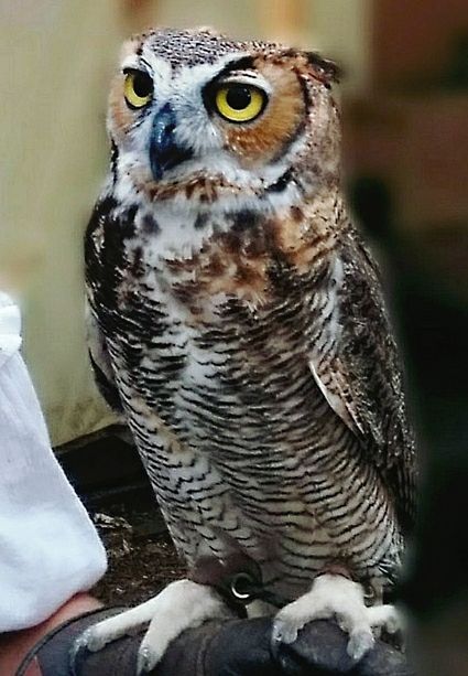 CLOSE-UP PORTRAIT OF OWL PERCHING OUTDOORS