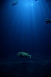 Close-up of fish swimming in sea