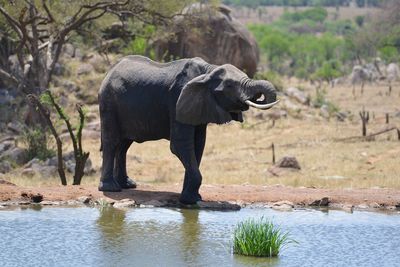 View of elephant drinking water