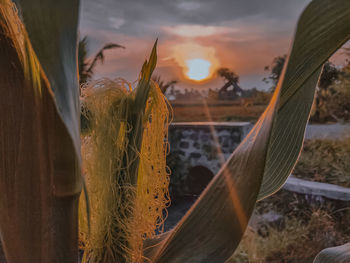 Close-up of plants at beach against sky during sunset