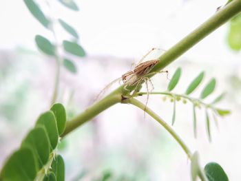 Close-up of insect on plant