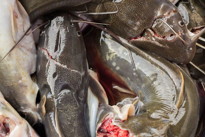 High angle view of fish for sale in market