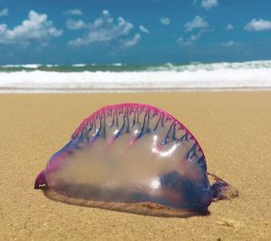 Close-up of dead jellyfish on beach against sky