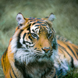 Close-up of tiger